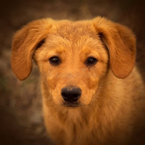 cute brown puppy portrait stock image image  lovely