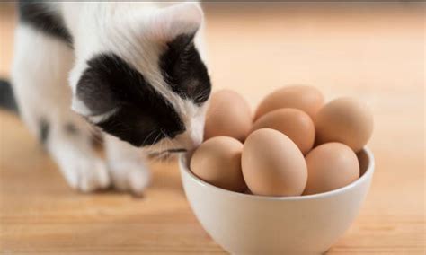 membuat makanan kucing  tempe  telur duniahewankucom