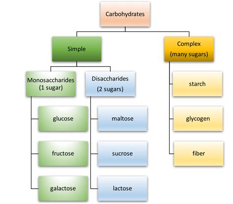 types of carbohydrates nutrition science and everyday application