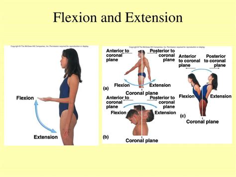 flexion  extension occur  joints flexion extension