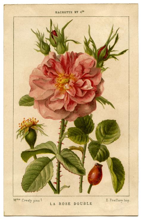 vintage image pink french rose the graphics fairy