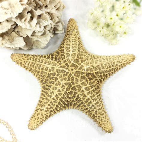 xlarge dried real starfish  real starfish coral starfish beach