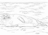 Harbor Seal Seals Pup Reading Grows Activity Story Go sketch template