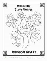 Oregon State Flower Grape Drawing Worksheet Coloring Worksheets Choose Board sketch template