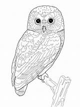 Coloring Owl Pages Adults Detailed sketch template