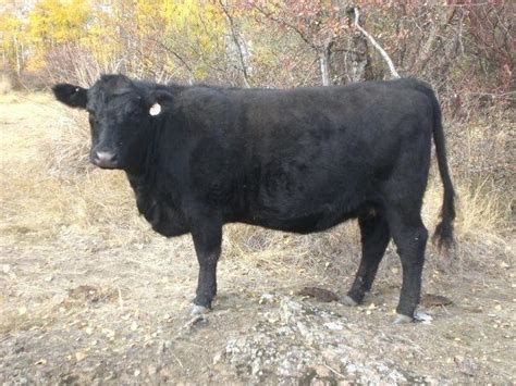 Black Angus Cattle Our Black Angus Cows Hobby Farms Bovine Angus