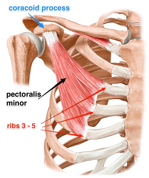 pectoralis minor muscle