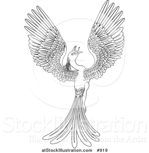 vector illustration   black  white magical flying phoenix bird