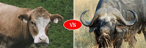 difference   bull buffalo ox