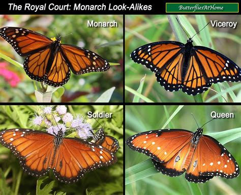 comparison  spotting guide  similar butterflies monarch viceroy