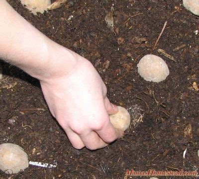 grow potatoes   trash  mamas homestead