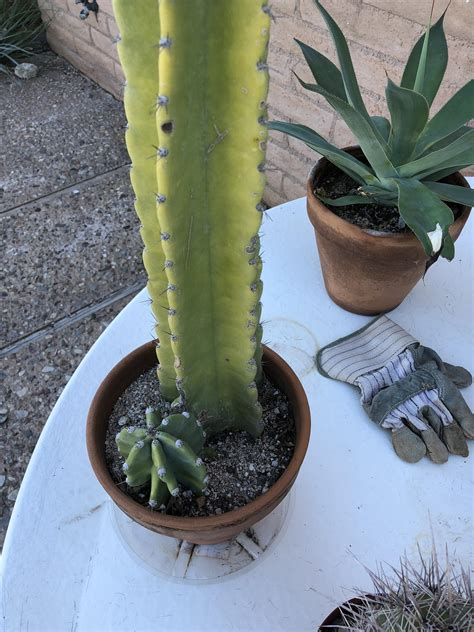 identify  cactus     plant sale
