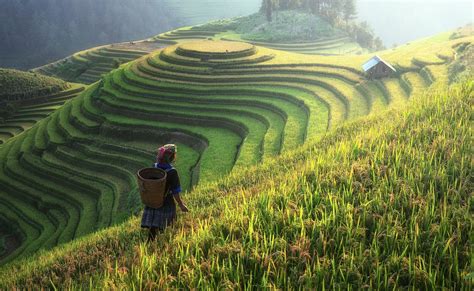penyebab sektor pertanian indonesia tertinggal tidak  negara