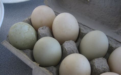 duck eggs modern farmer