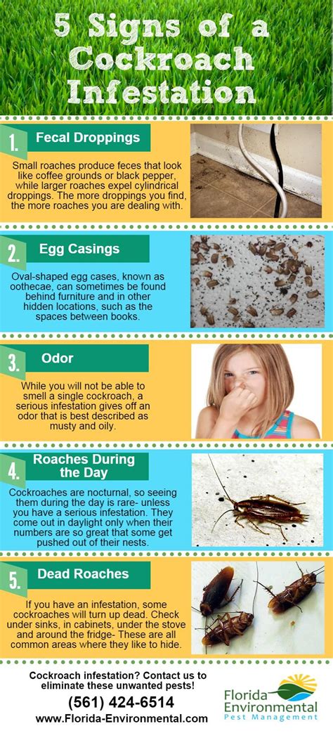 5 signs of a cockroach infestation infographic infestations