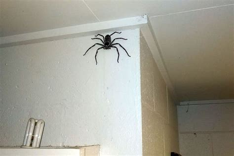 giant spider spotted on wall so big twitter users beg man to move house