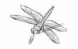 Dragonfly Kb sketch template