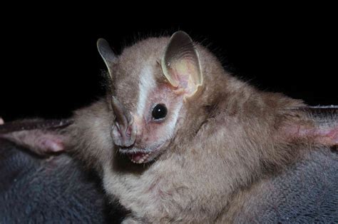 19 of the cutest bat species