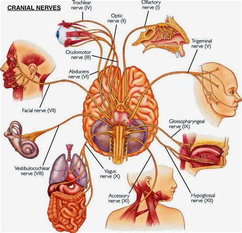 6 ways to instantly stimulate your vagus nerve to relieve inflammation