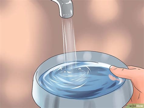 cómo darle un baño a un periquito australiano 11 pasos