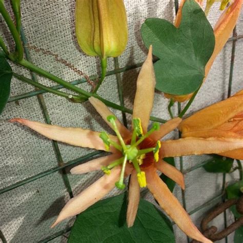 passiflora aurantia passion flower aurantia in