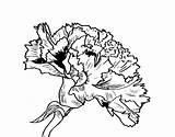 Flower Carnation Coloring Para Colorear Dibujos Dibujo Clavel Flor Flores Drawings Con Imprimir Coloringcrew Imagenes Online Drawing Un Compartir Seleccionar sketch template