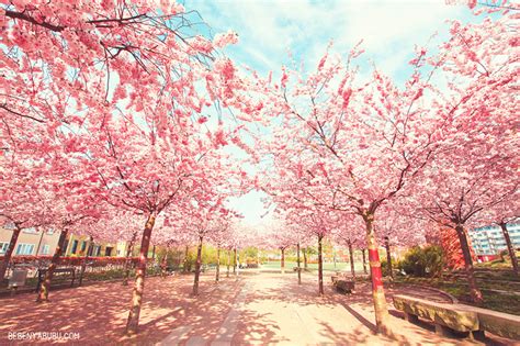 Under The Sakura Tree — Bebenyabubu Stories Of An