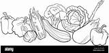 Ortaggi Vegetables Illustration Alamy Verdure sketch template