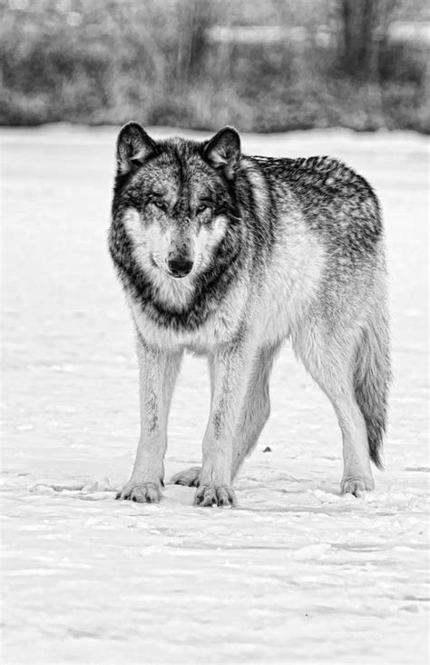 snow wolf photograph  shari jardina