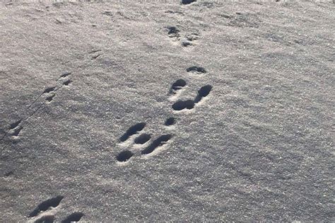 identify rabbit  squirrel tracks   snow