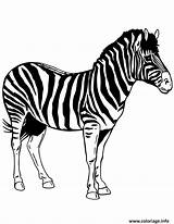 Zebre Zebras sketch template