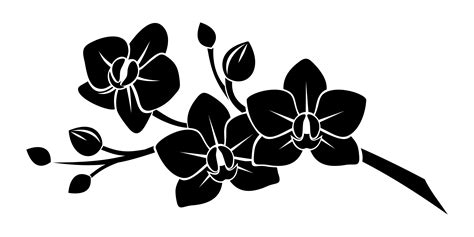 white orchid png phalaenopsis clip art library