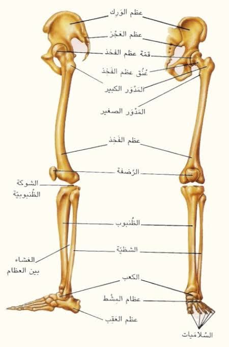 ماهي اطول عظمة في جسم الانسان تعرف علي اهمية اطول عظمة