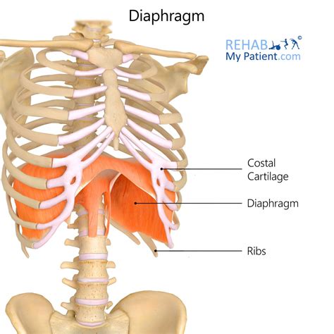 diaphragm rehab  patient