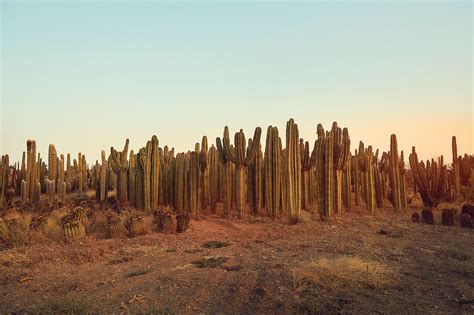 largest cactus farms  africa   york times
