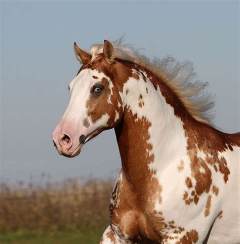 overo american paint horse horse color overo pattern pinterest