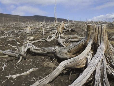 world deforestation surprisingly results  net cooling effect