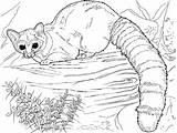 Coloring Lemur Pages Cat Ringtail Fossa Printable Color Clipart Designlooter Print 2534 4kb Raccoons sketch template