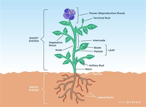 flower plant anatomy design vector