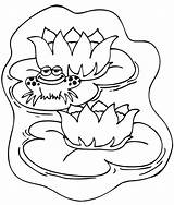 Coloring Lily Pages Water Frog Lilies Cute sketch template