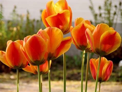 images flower petal tulip spring wildflower flowering plant
