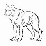 Wolf Coloring Pages Print Printable Color Getcolorings Anime sketch template