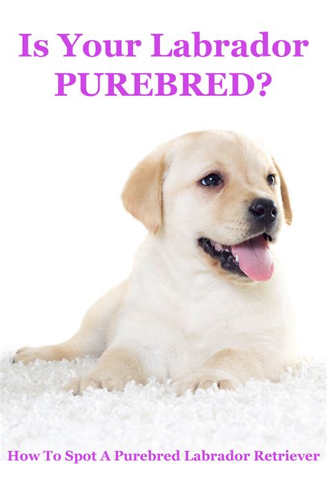 dog purebred  labrador site