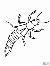 Coloring Earwig Insect Earwigs Ausmalbild Insects sketch template