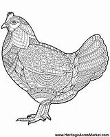 Hen Rooster Adults Complicated Chickens Heritage Mandala Acres Mandalas Bauernhoftiere Heritageacresmarket Alot U2013 倉庫 羊毛 日々 sketch template