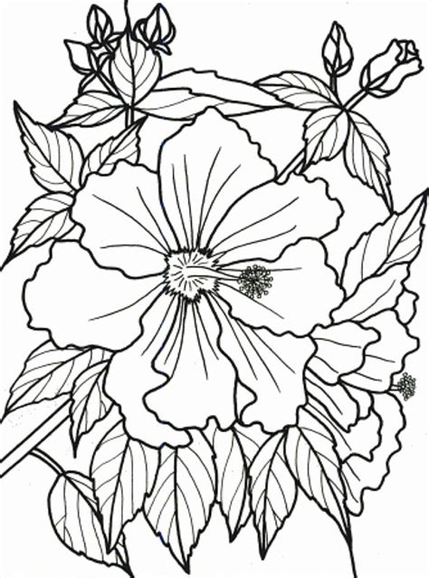 tropical coloring pages  getdrawings