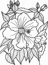 Coloring Pages Flowers Flower Tropical Rainforest Dementia Bougainvillea Adults Printable Adult Patients Easy Drawing Print Sheets Color Books Colouring Exotic sketch template