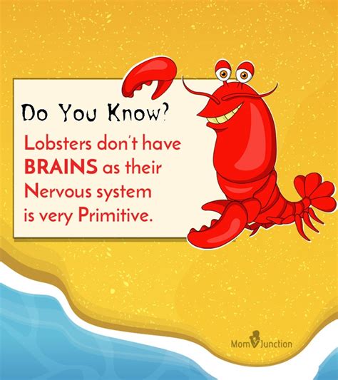 interesting lobster facts  kids