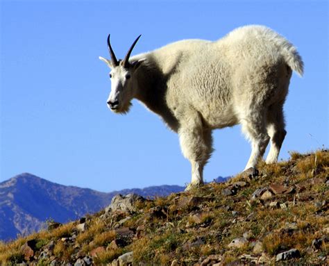 prove goats   worlds  climbers
