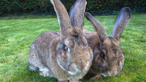 reward doubled to find world s longest rabbit stolen from garden